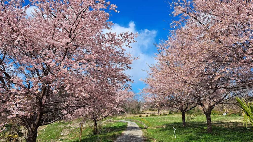 門口寄居　さくらロゲイニング2026