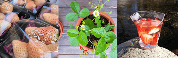 ストロベリーフェスティバル in ヒルズマルシェ