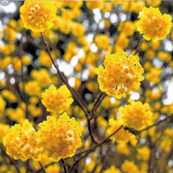 ミツマタの花