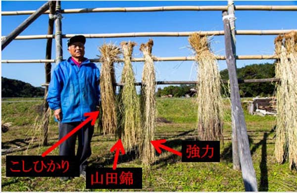 酒米「強力」