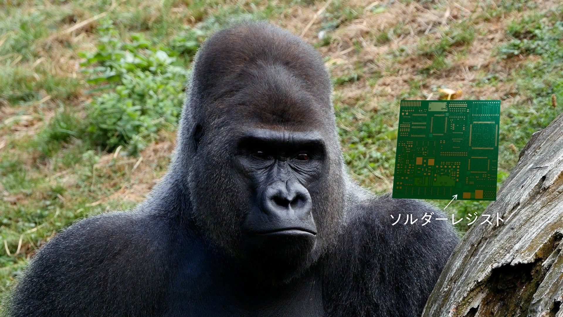 太陽ホールディングスCM