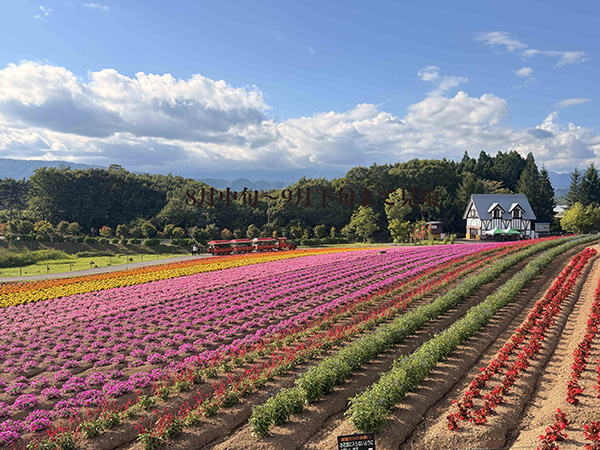 岐阜県郡上市の「ひるがの高原 牧歌の里」