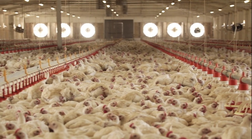 食用の鶏にも快適な飼育環境を デンマーク動物愛護団体による啓発キャンペーン Pr Edge