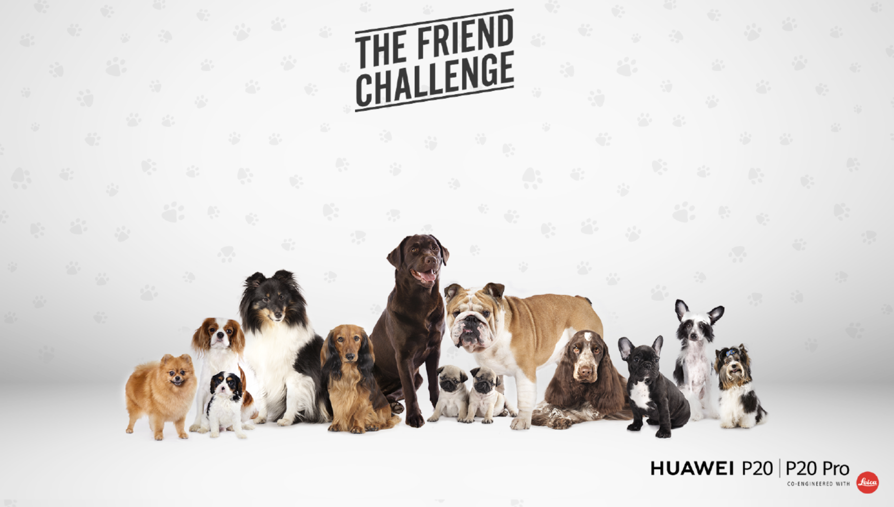 スマホカメラのprに保護犬 その心は Huaweiの最新スマホpr施策 Pr Edge